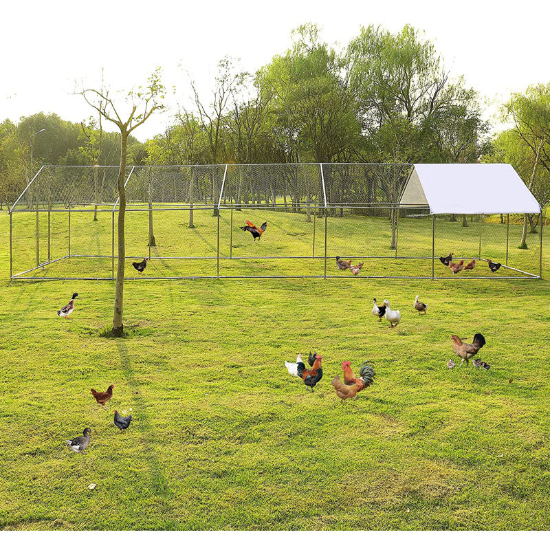 «Walk In Chicken Run» pour jusqu'à 72 poulets, H 78,84 po x l 118,80 po x P 354,00 po