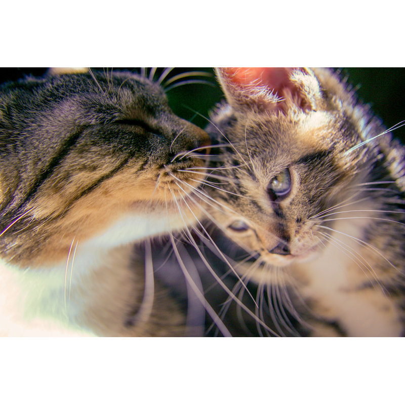 Chaton avec sa mère - Photographie sur toile tendue, H 8 po x l 12 po