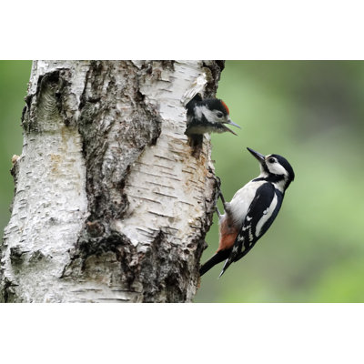 Great-spotted Woodpecker by Mikelane45 - Wrapped Canvas Print