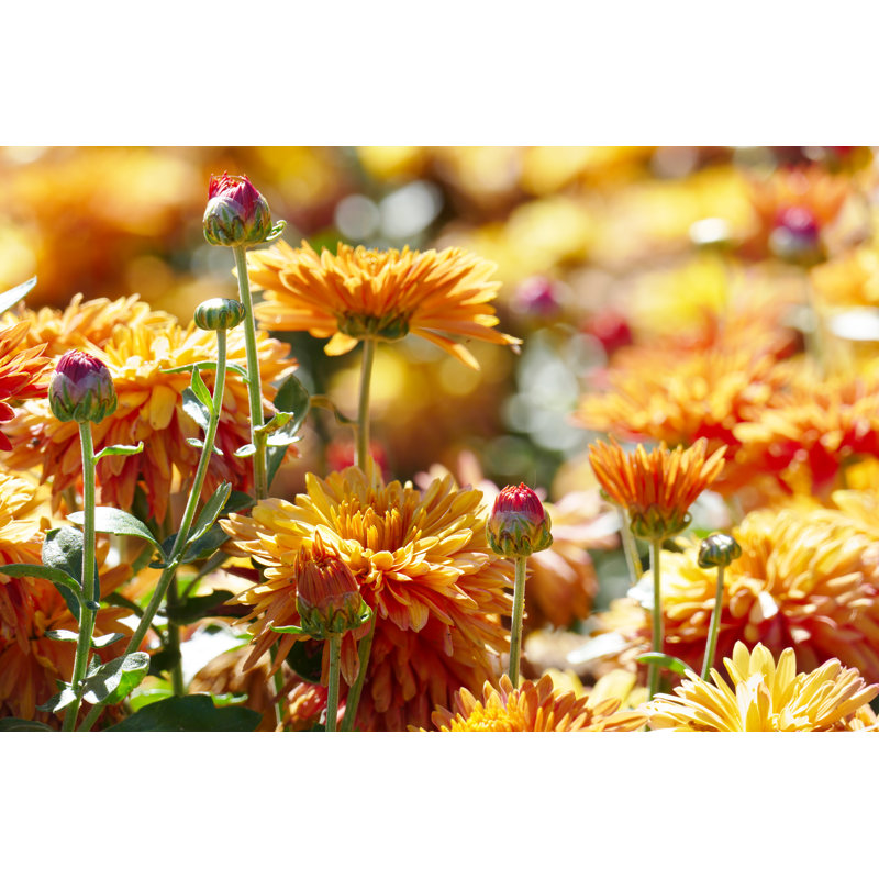 Chrysanthemums On Flower Bed by Serg_Velusceac - Wrapped Canvas Print, 30cm H x 46cm W
