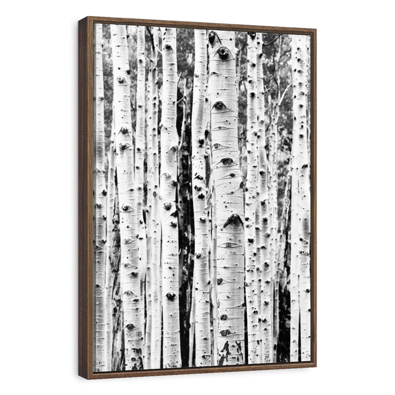 Bouleau en noir et blanc, Floating Frame Walnut, 13" x 19"