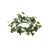 Variegated Green is out of stock