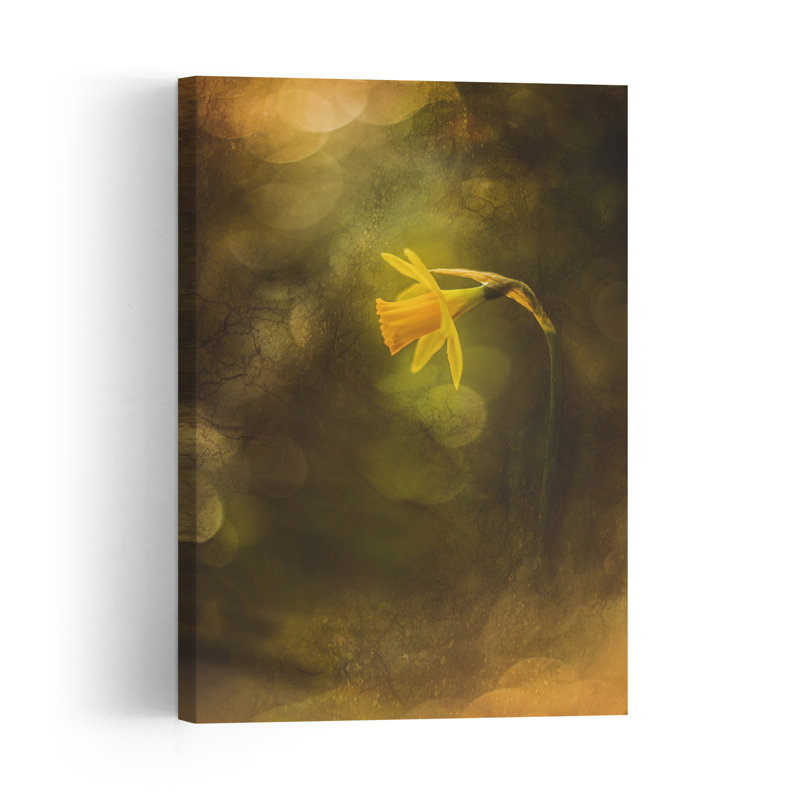 Dreamy Daffodil Bloom Delicate Dreamy Ethereal Daffodil Flower Nature Wall Art Print 1 Piece Wrapped Canvas Wall Art