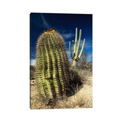 Saguaro With Fishhook Barrel Cactus In The Foreground, Sonoran Desert, Arizona by Gerry Ellis - Wrapped Canvas Print