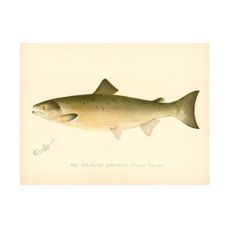 «The Atlantic Salmon», impression sur toile tendue, H 14 po x l 19 po x P 2 po