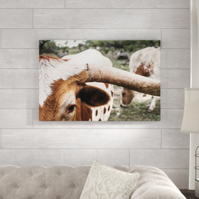 " Longhorn Cow Close Up "