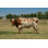 Longhorn au Texas