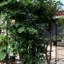 Treillis de jardin Annetta
