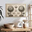 Neutre, globes antiques Oberle-107860876