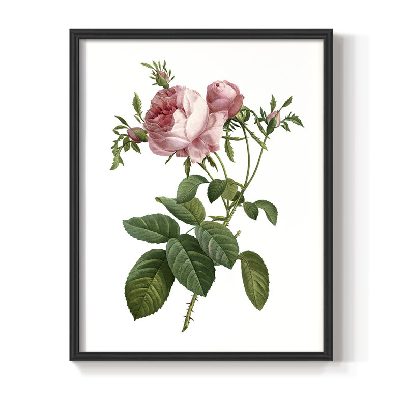 «Botanical Beauty IV», reproduction encadrée - bois massif, H 11 po x l 9 po, Noir, noir, noir, noir