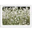 Wild Flowers Print by Carly Tabak-73336346-73336347