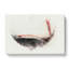 Pouring Of The Red Wine In Abstract - Wrapped Canvas-55340398