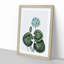 A Blue Egyptian Water Lily by R.J. Thornton - Framed Print-55457700-55457701