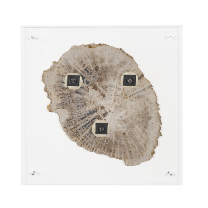 Floating Petrified Slice Wall Décor