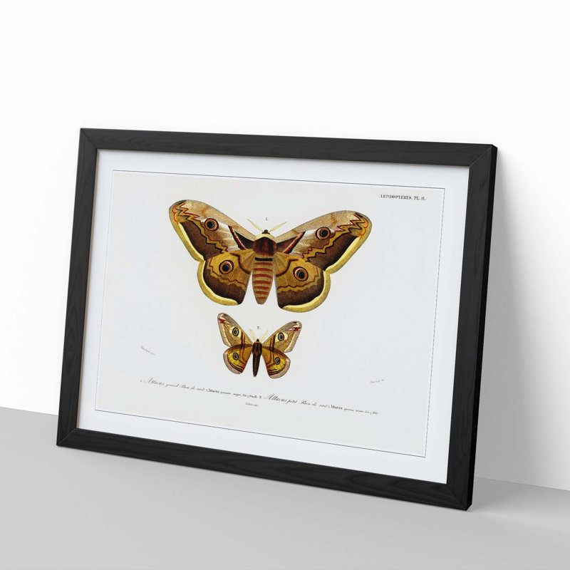 Emperor Moths Illustrations by Charles D' Orbigny - Framed Print, 27cm H x 36cm W x 2cm D, Black Framed