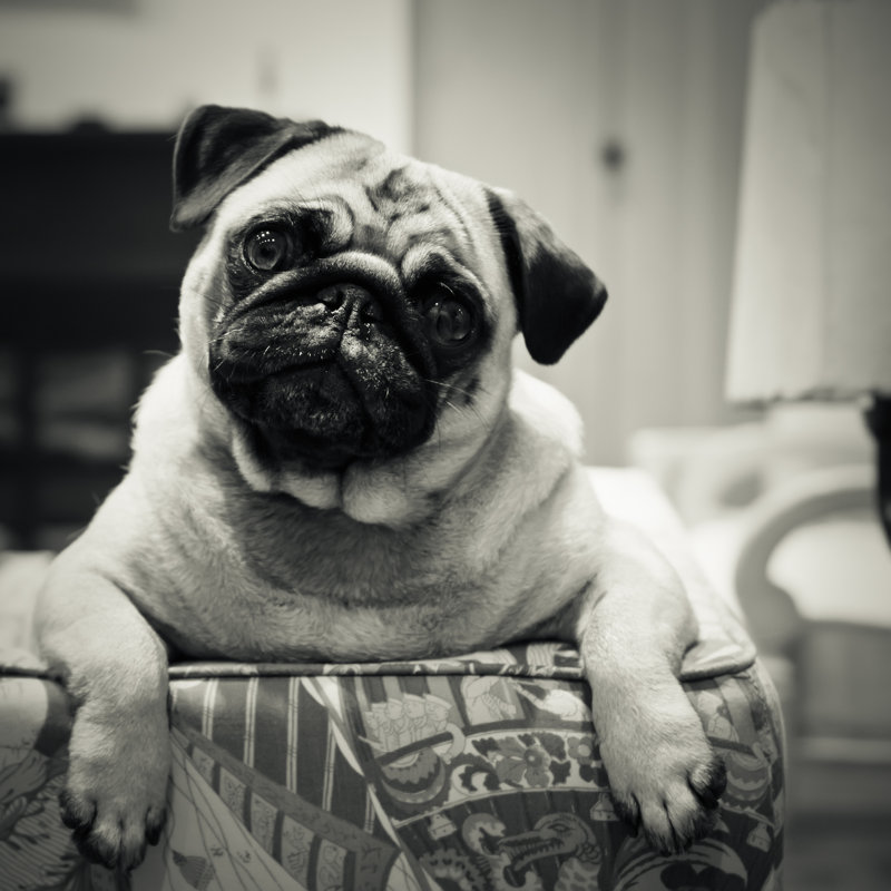 Tamez Curious Pug - Wrapped Canvas Print, 76cm H x 76cm W x 3.8cm D