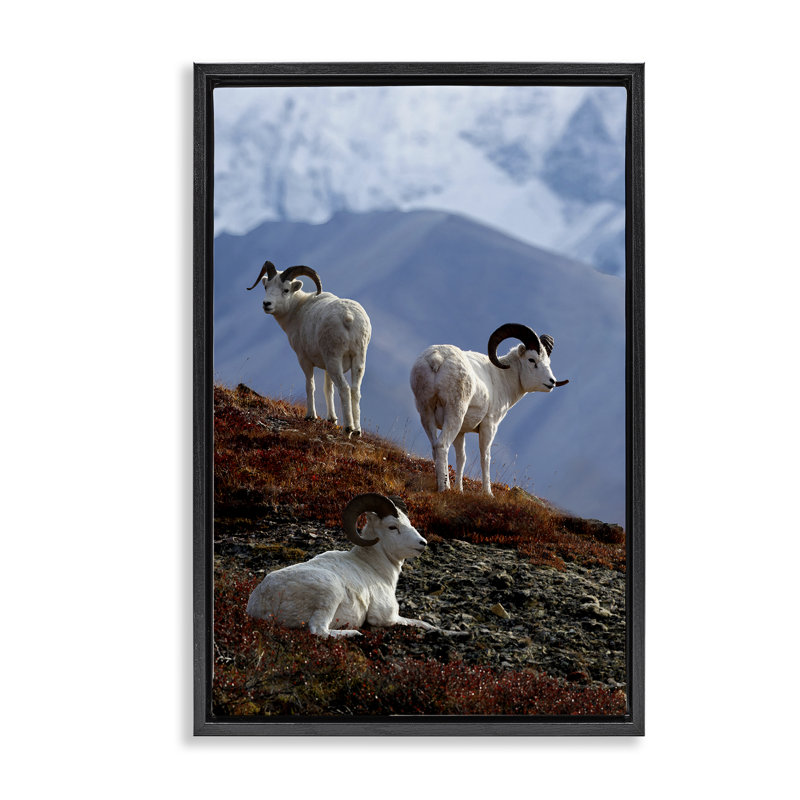 Toile flottante «Dall Sheep on Cliff» par Shane Lamb, H 31 po x l 21 po, Cadre flottant noir de jais