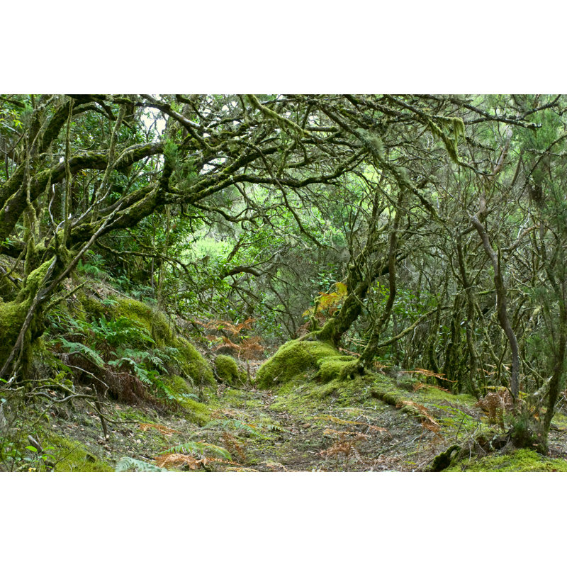 Rainforest Of La Gomera by Irakite - Wrapped Canvas Print, 30cm H x 46cm W x 3.8cm D
