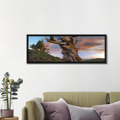 «Pin sylvestre, tronc torsadé d'un arbre antique, Sierra Nevada, Californie II», reproduction de photo sur toile