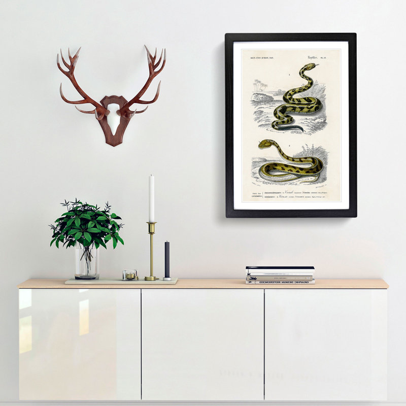 Viper & Rattlesnake by Charles D' Orbigny - Picture Frame Painting Print, 65cm H x 48cm W x 2cm D, Black Framed
