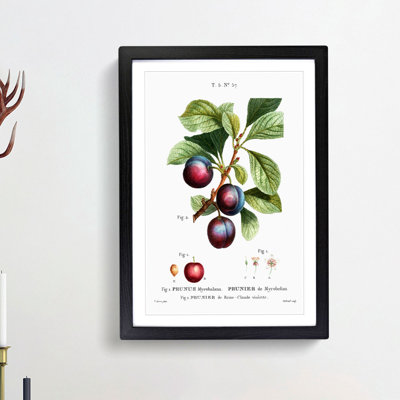 Ripe Plums by Pierre-Joseph Redoute - Framed Print