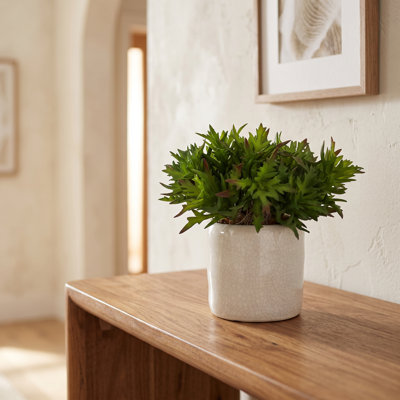 Plantes grasses dans un pot en céramique