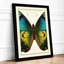 Symmetrical Butterfly Study Botanical - Framed Print-716084809-716084810