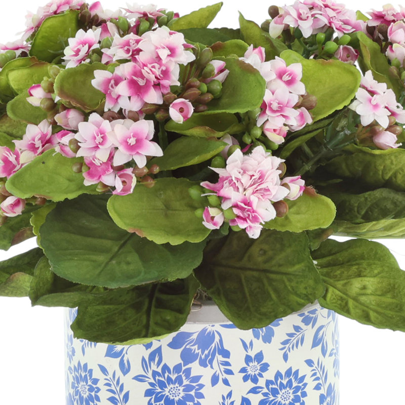 Kalanchoes dans un pot en céramique décoratif
