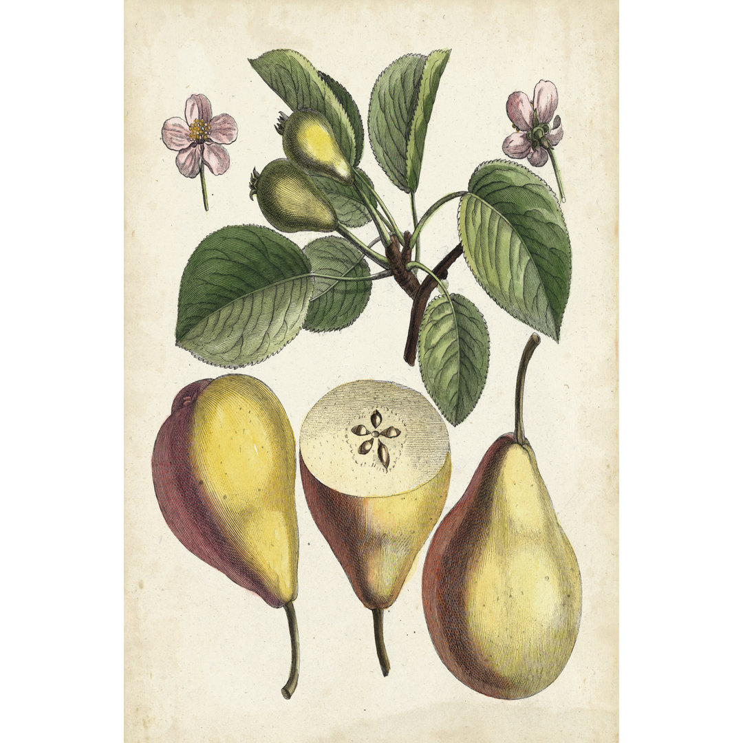 Leinwandbild Antique Pear Study II