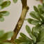38cm Plant