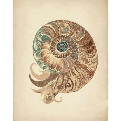 Elegant Nautilus Shell Print by Other Artist