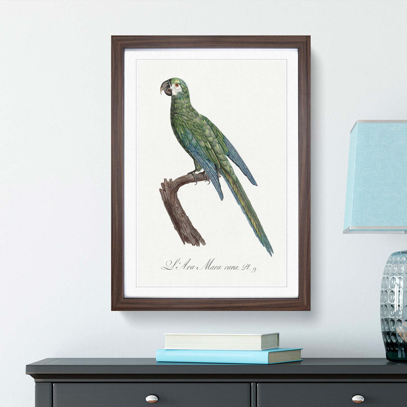 Blue Winged Macaw Parrot by F. Levaillant - Picture Frame Painting Print, 48cm H x 36cm W x 2cm D, Walnut Framed