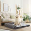 Ross Orthopedic Pet Bed-69311122