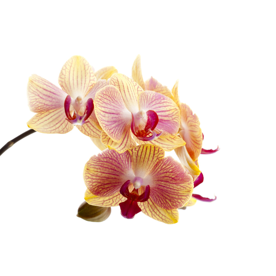 Schöne weiße Orchidee von Pannonia - Druck