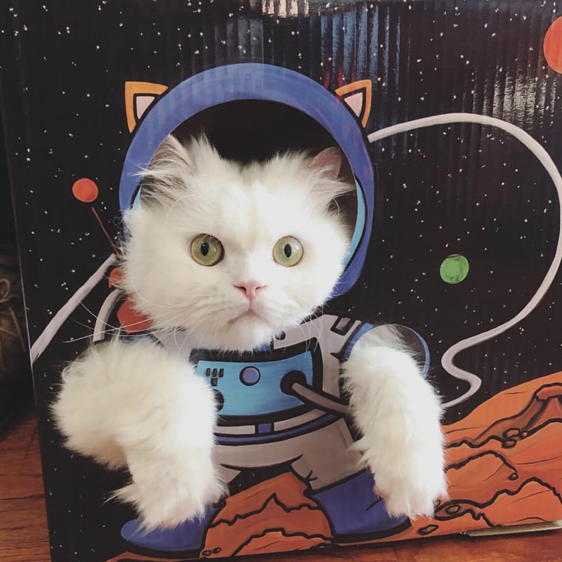 Ermont Cat House
