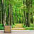 Forest Nature Landscape Peel & Stick Border-88769866
