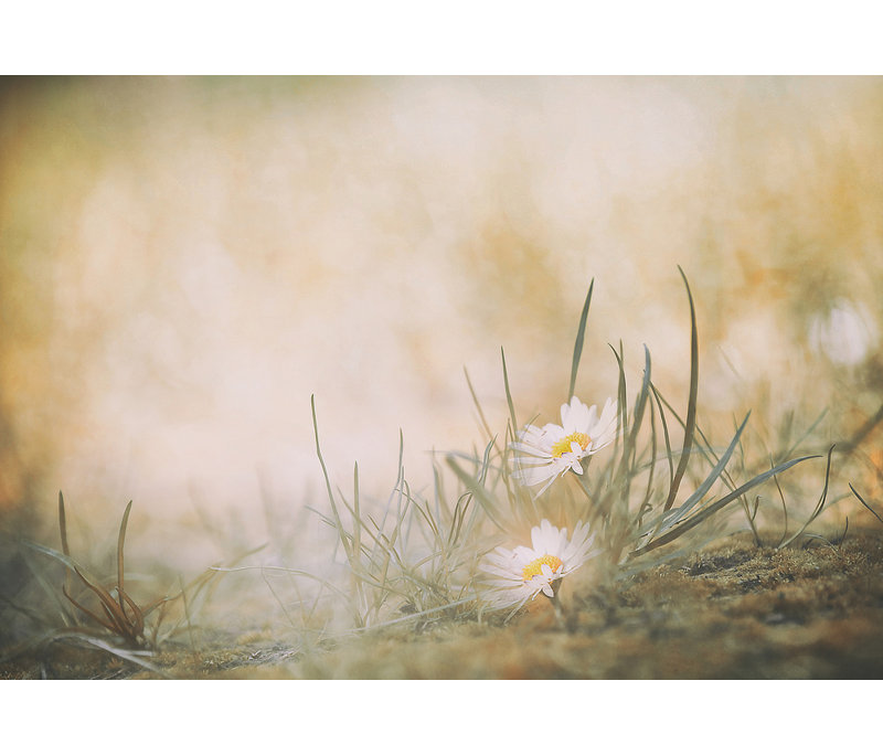 Wrapped Canvas Print, 50.8 cm H x 76.2 cm W