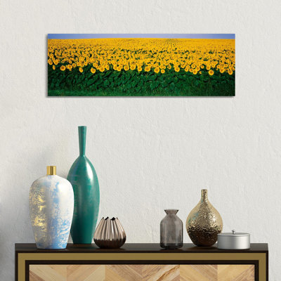 Sunflower Field, Maryland, USA by Panoramic Images - Wrapped Canvas Panoramic Print