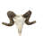 Trophy Size Real Ram Skull