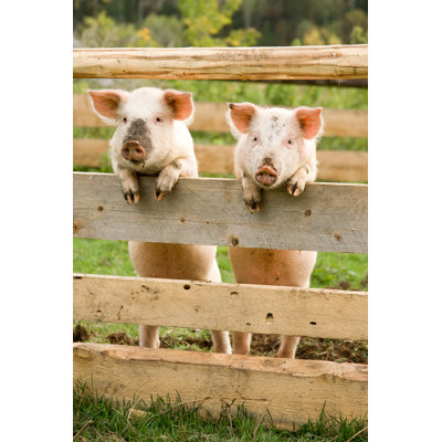 Two Pigs - Wrapped Canvas Print