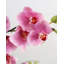 Pink Flowering Phalaenopsis Orchid 34"-1842742670-1842742671