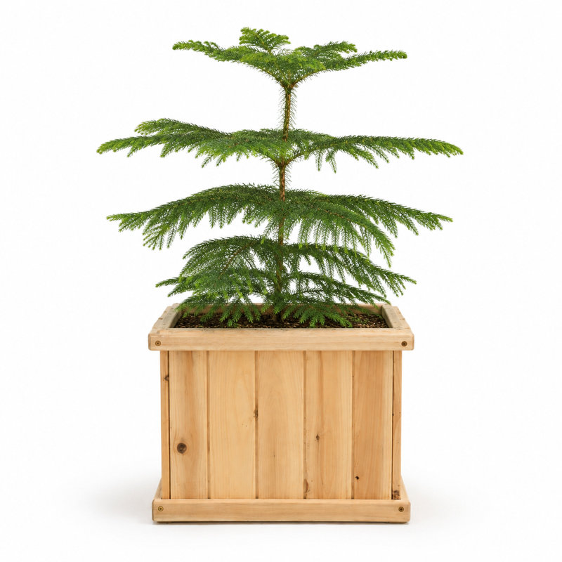 Alann 15 inch Cedar wood Square Planter Box, Natural