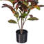 36 po. Plante en pot Croton.-1847274246
