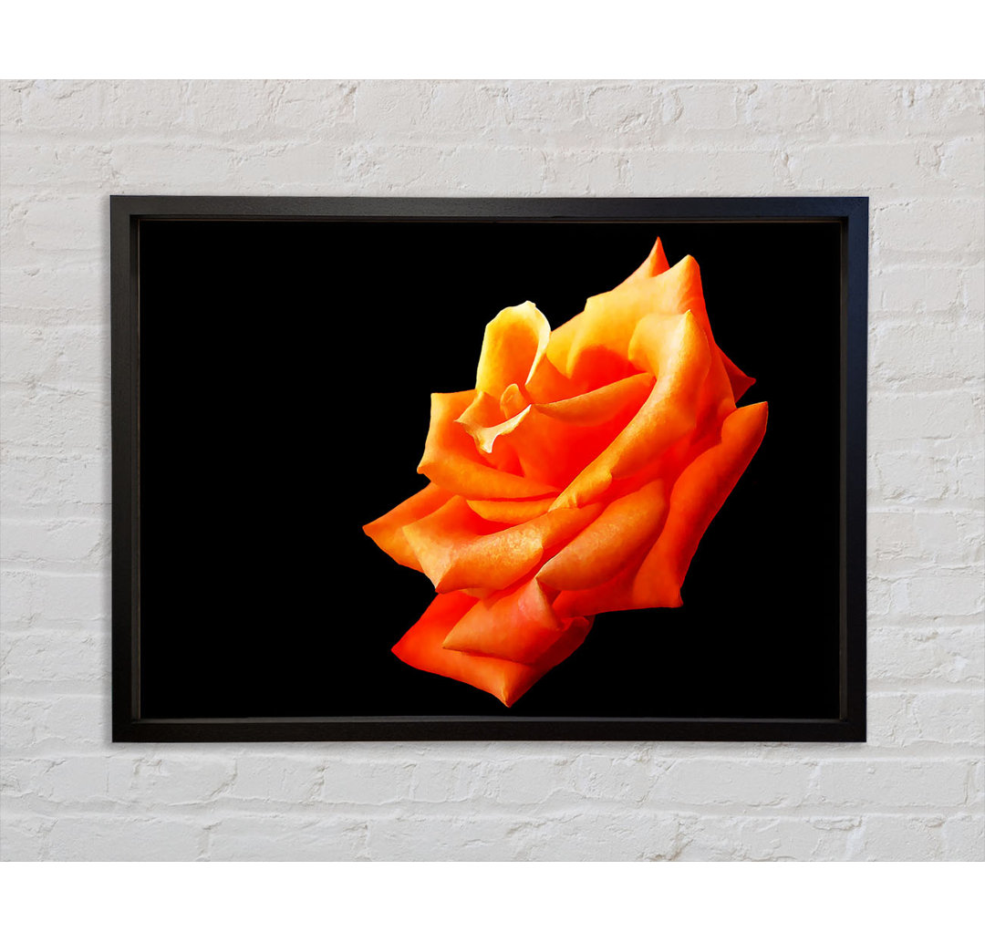 Einzelne Orange Rose In Bloom - Einzelner Bilderrahmen Kunstdrucke auf Leinwand