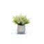 Lavender in Pot-28784517
