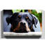 Rottweiler Dog Photographic - Wrapped Canvas-19091125