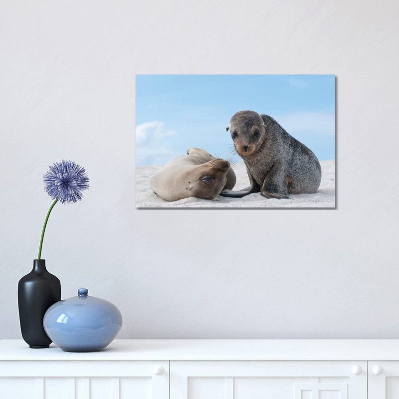 Galapagos Sea Lion Female and Pup, Galapagos Islands, Ecuador 1 Piece Wrapped Canvas Wall Art, 30.48 cm H x 45.72 cm W