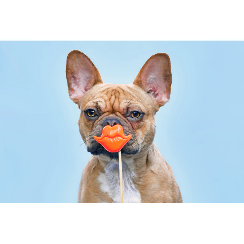 Bouledogue français - photographie sur toile tendue, H 8 po x l 12 po