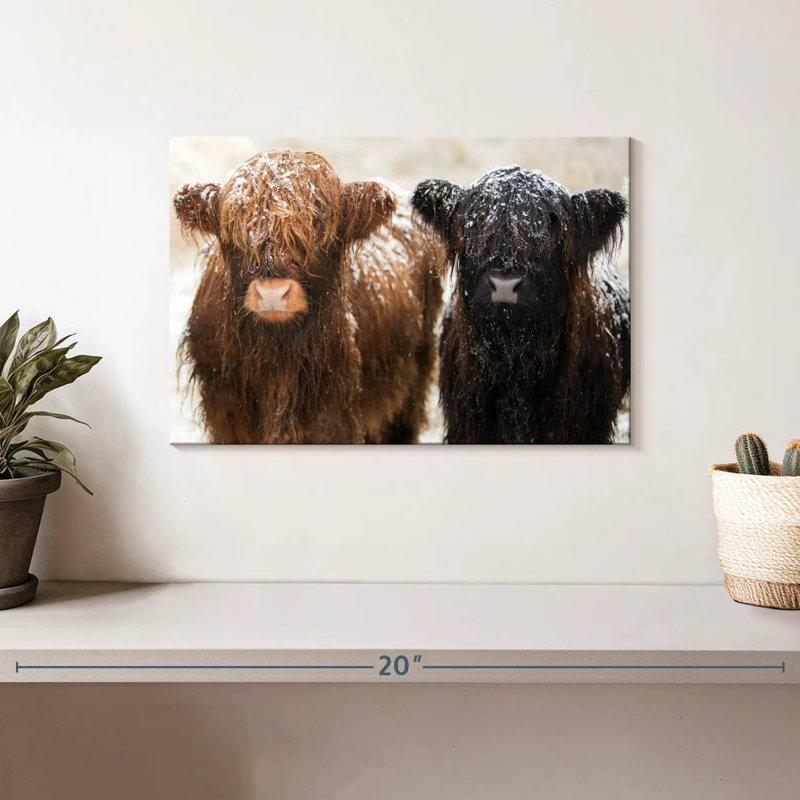 Brampt Hairy Highland Cows, 8" H x 12" W