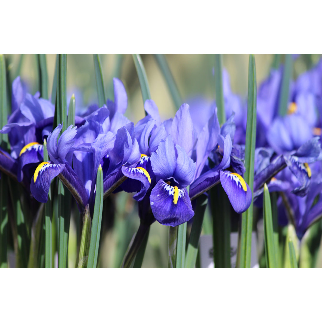 Image of Blue Iris Flowers Growing In Spring Garden Border von Mtreasure - No Frame Kunstdrucke auf Leinwand